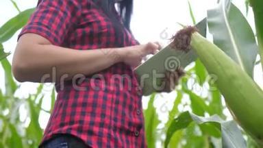 智慧<strong>生态</strong>农业<strong>养殖</strong>理念.. 一位植物研究人员在检查玉米时使用和触摸平板电脑